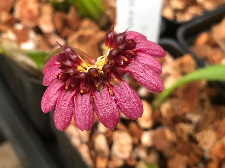 Bulbophyllum