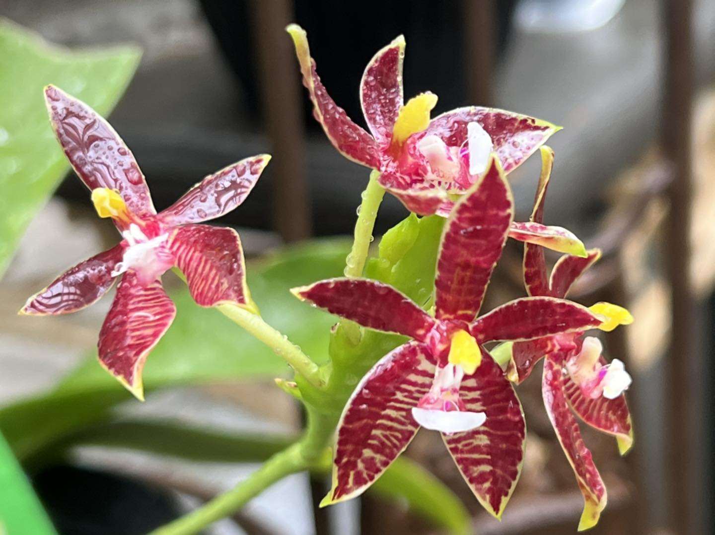 Orchidée 'Pretoria' – Phalaenopsis - H.50/60cm – pot de 12 – cache pot blanc
