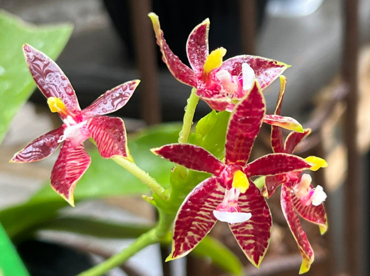 Phalaenopsis