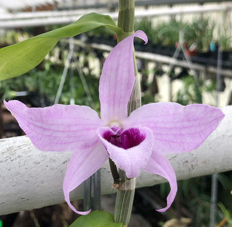 Dendrobium