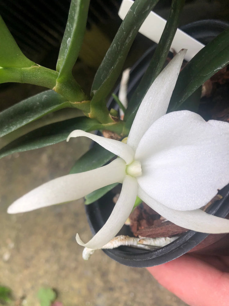 Angraecum