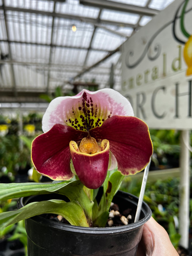 Paphiopedilum (Lady Slipper)