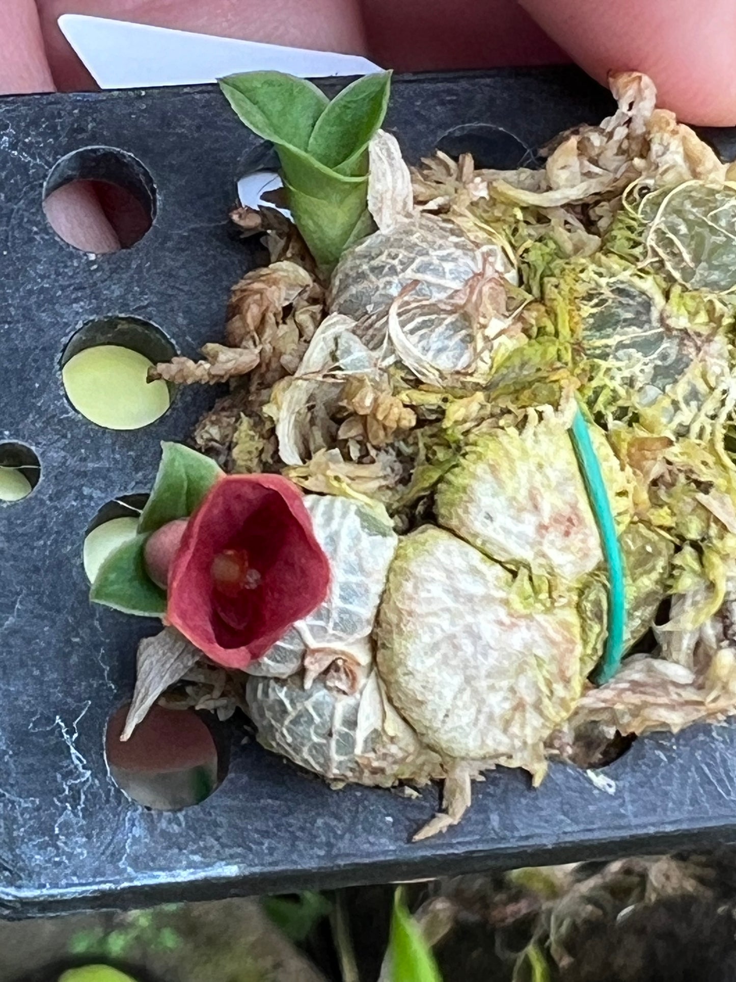 Porpax Thaithongiae