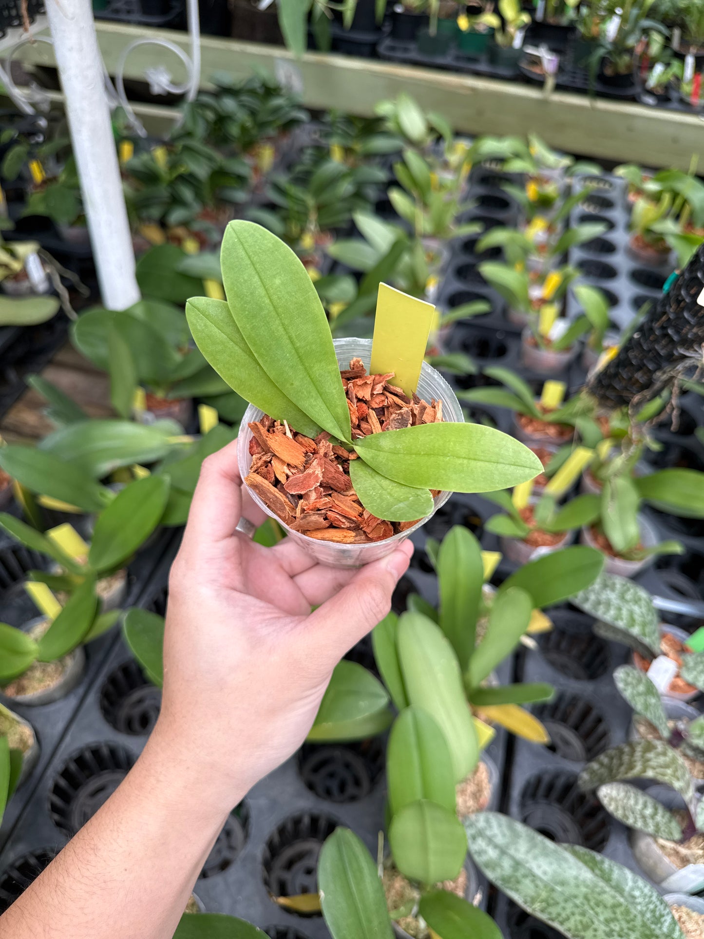 Phalaenopsis Anna-Larati Soekardi (Peloric)
