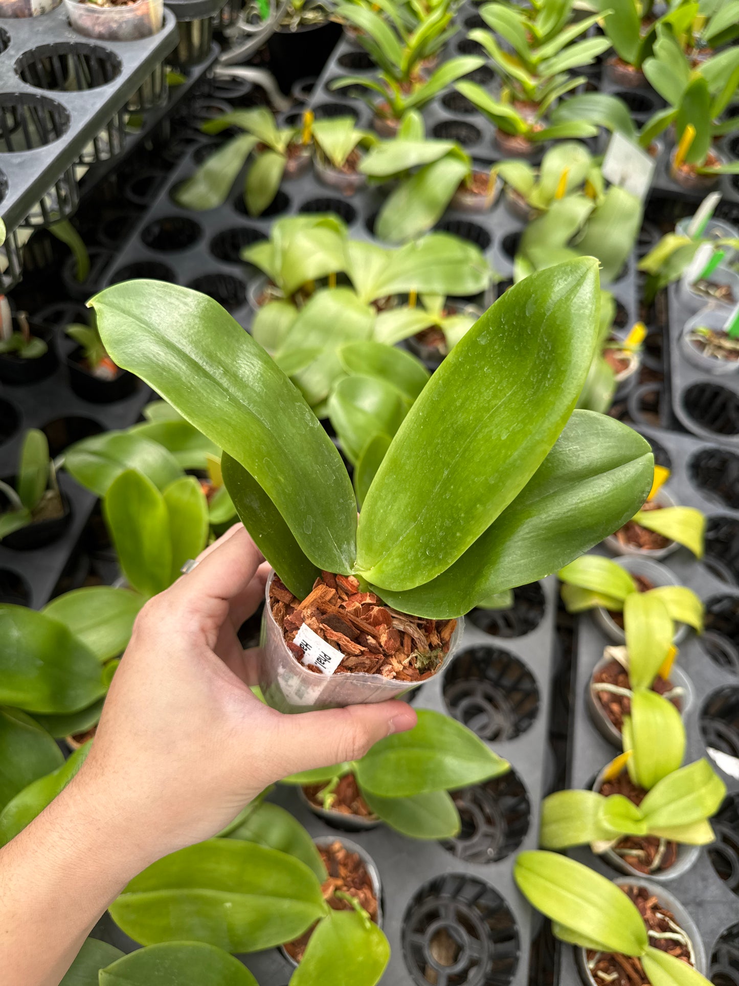 Phalaenopsis Yang Yang Super Hannover