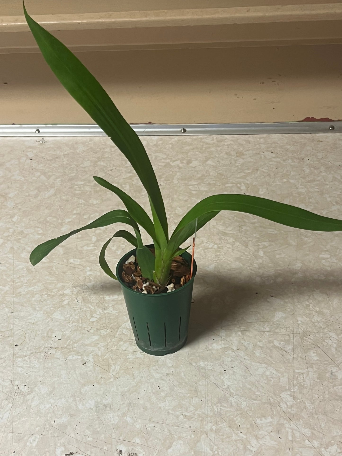 Oncidium Sharry Baby 'Sweet Fragrance'