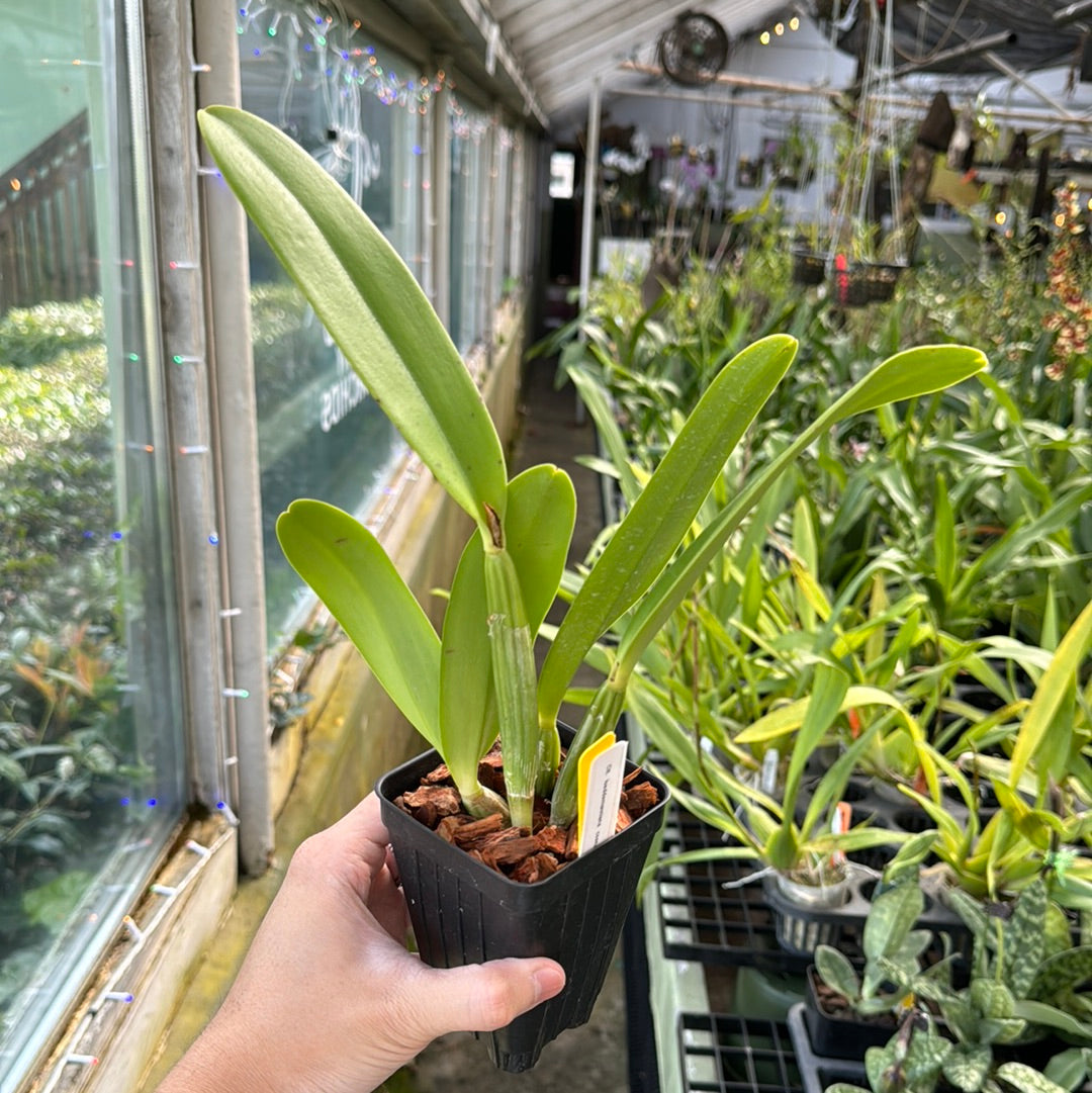 Cattleya lueddemanniana coerulea