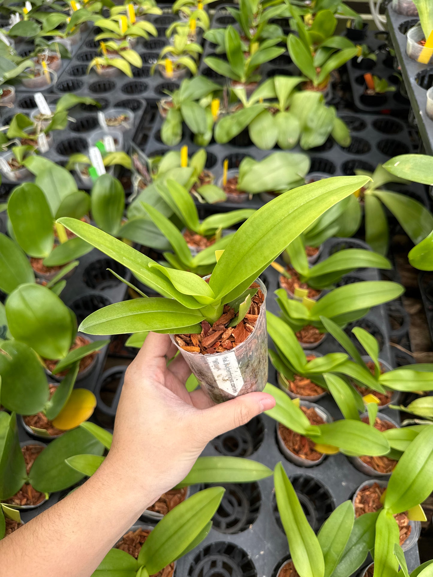 Phalaenopsis pulcherrima var. coerulea