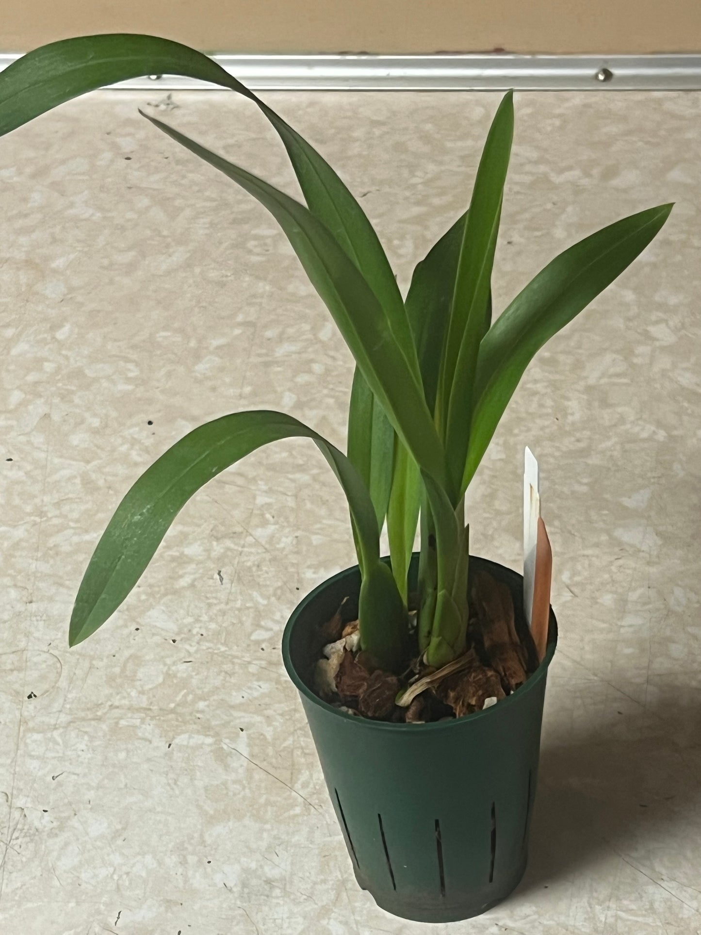 Miltassia Charles M. Fitch 'Izumi'