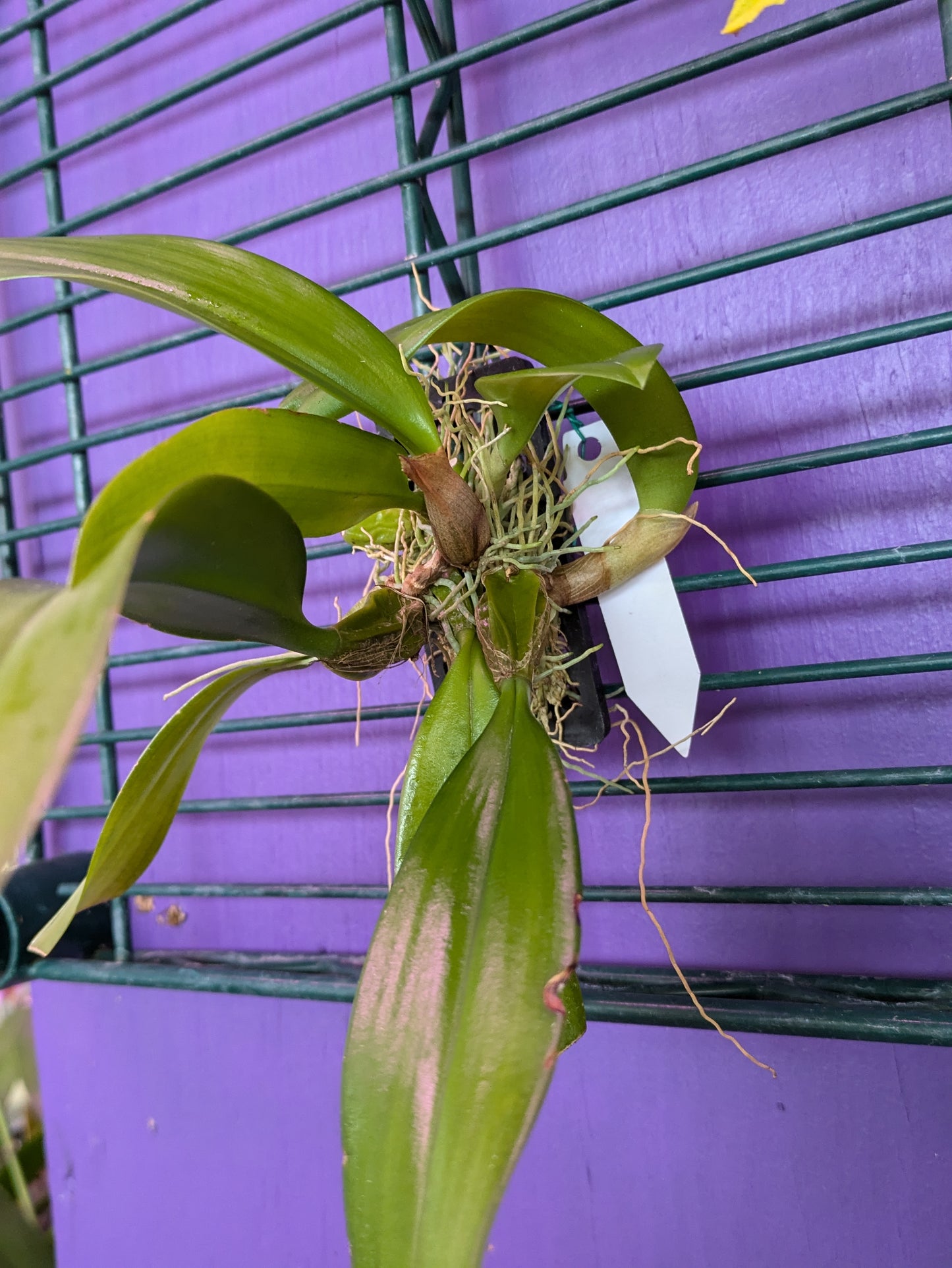Bulbophyllum Longissimum