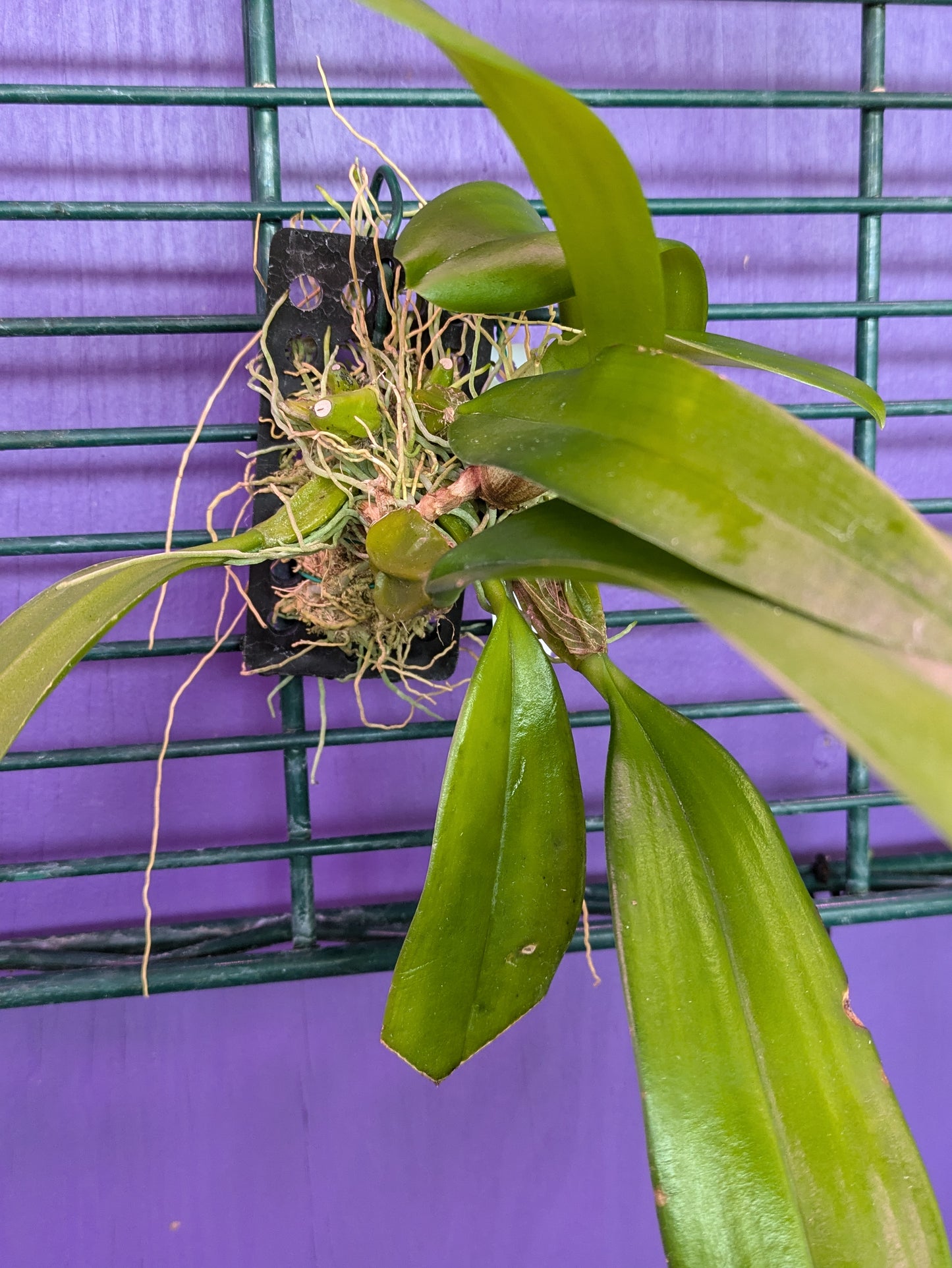 Bulbophyllum Longissimum