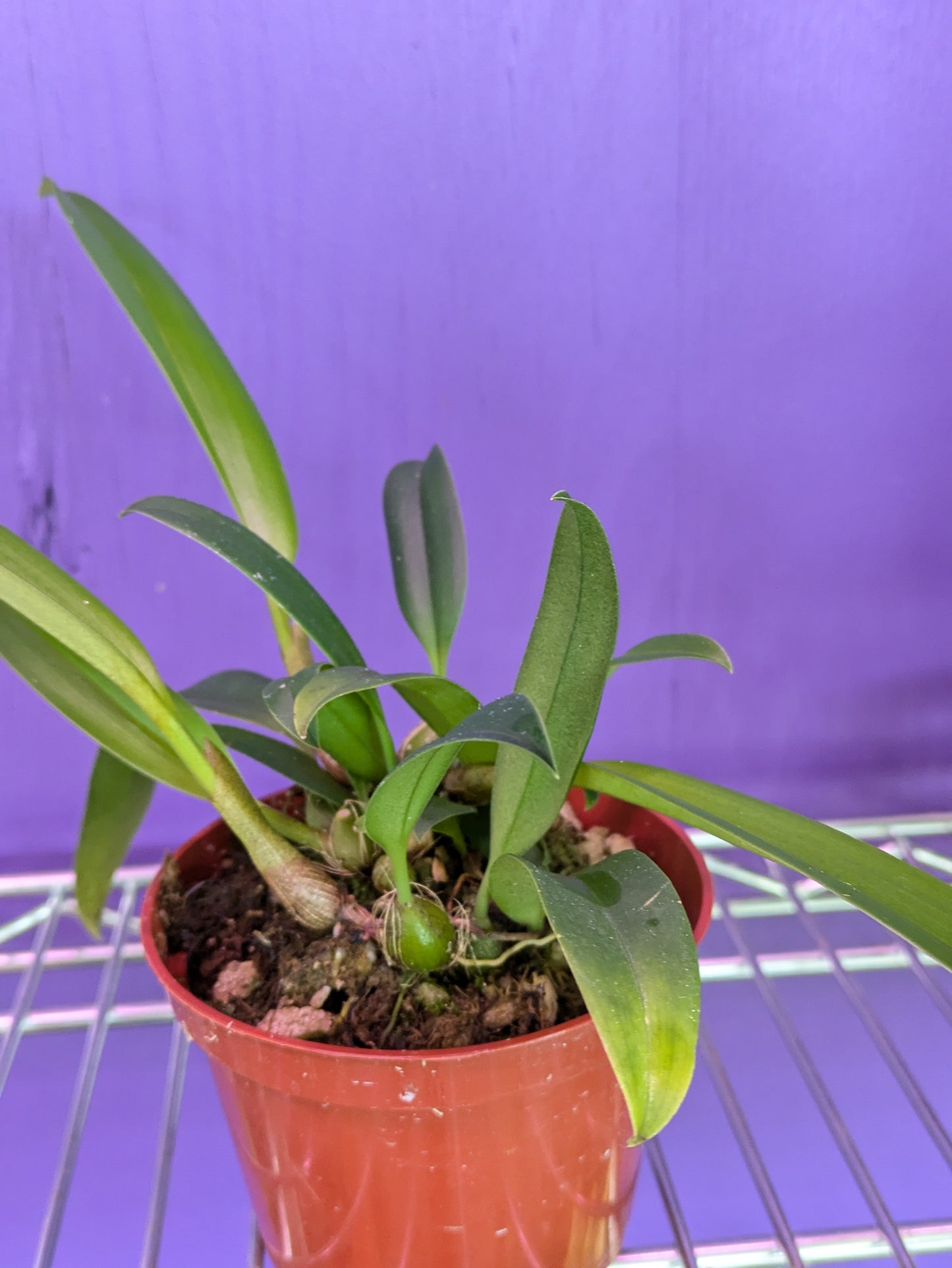 Bulbophyllum Facetum