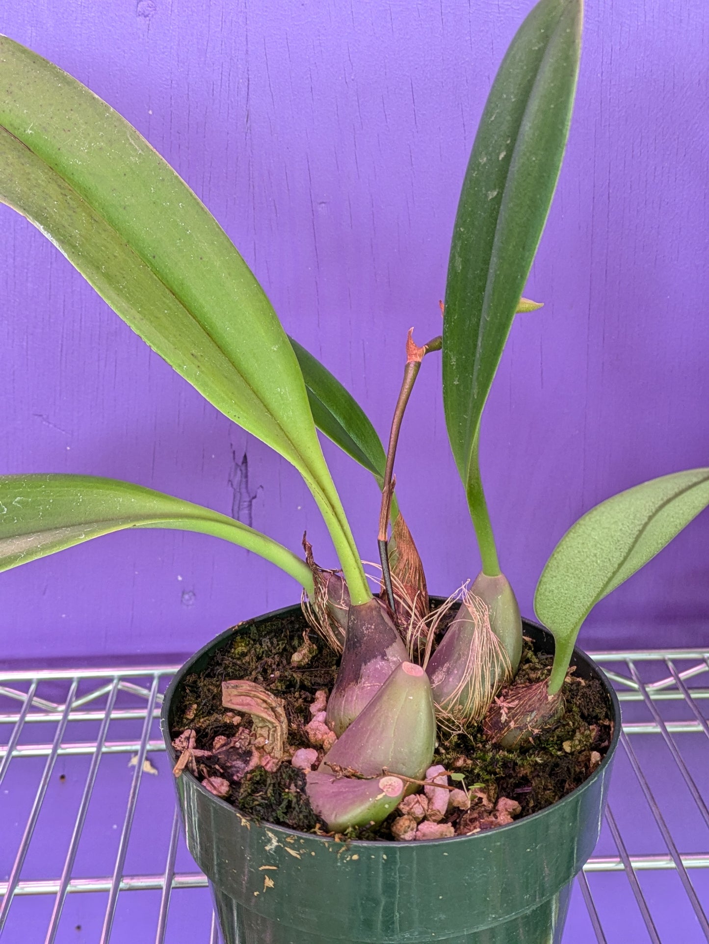 Bulbophyllum Levanae