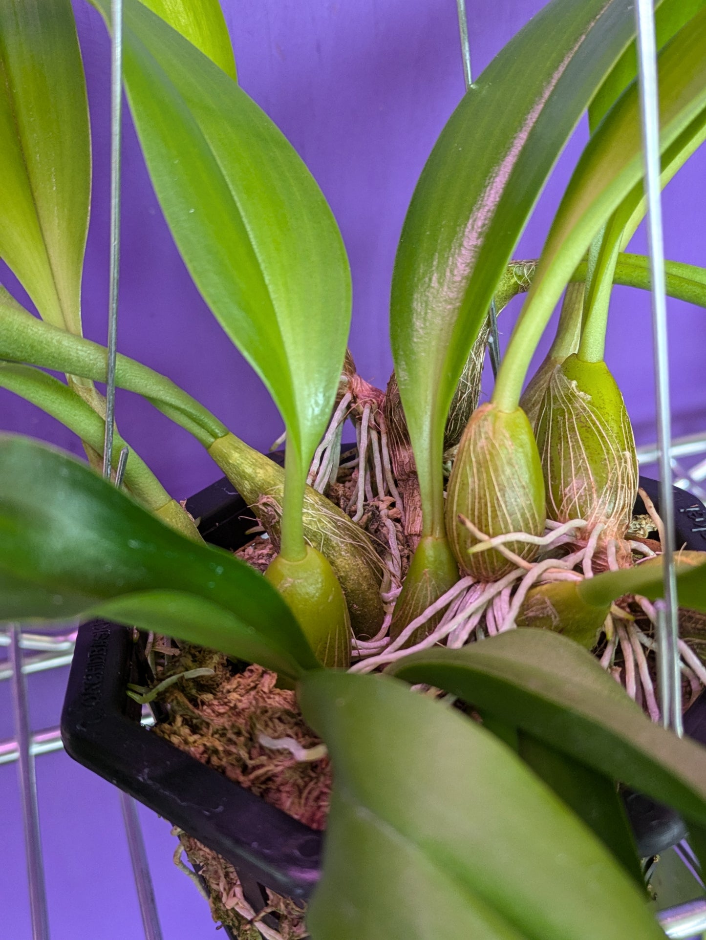 Bulbophyllum Lobbii