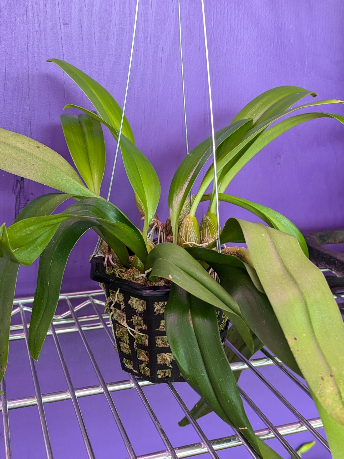 Bulbophyllum Lobbii