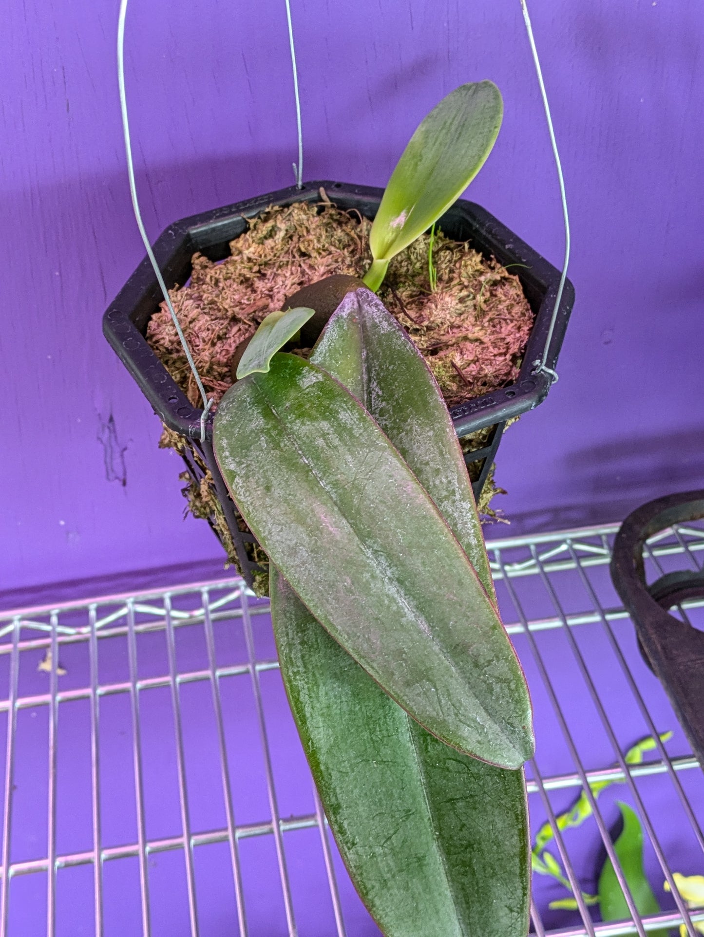 Bulbophyllum Phalaenopsis