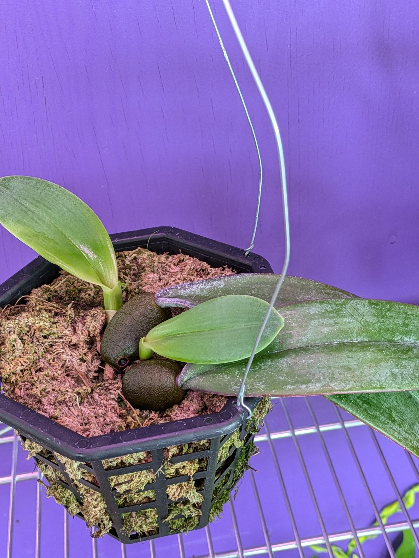 Bulbophyllum Phalaenopsis