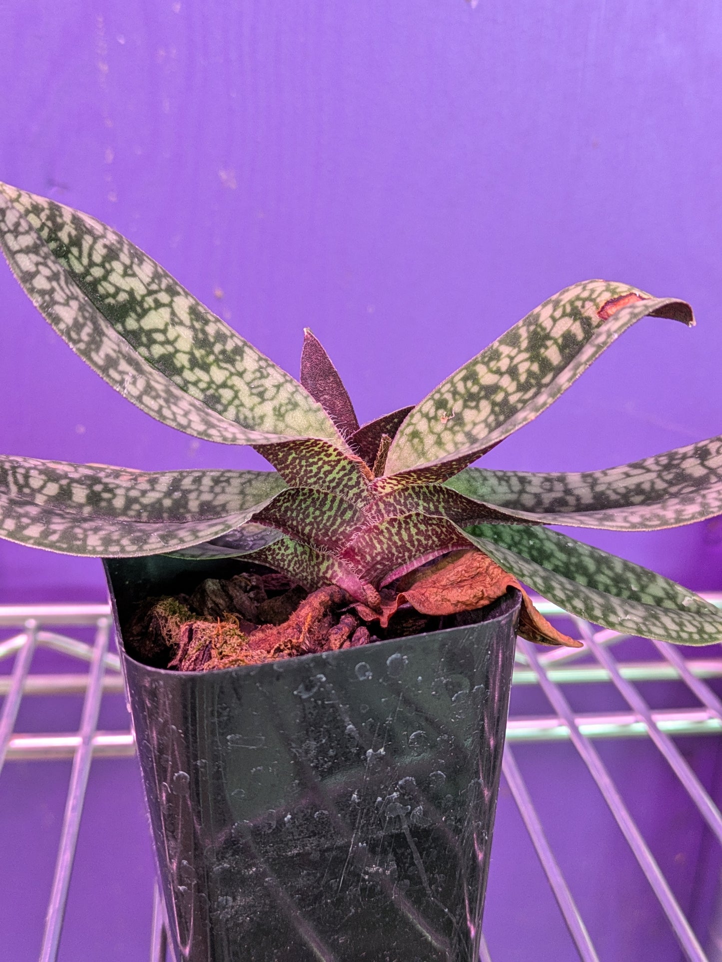 Paphiopedilum Delantii ('World Globe' x 'Nakato International')
