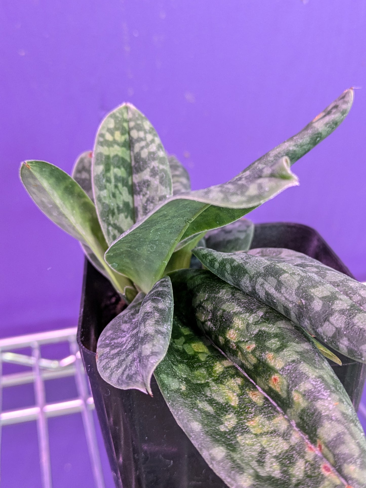 Paphiopedilum Wardii Album x Self