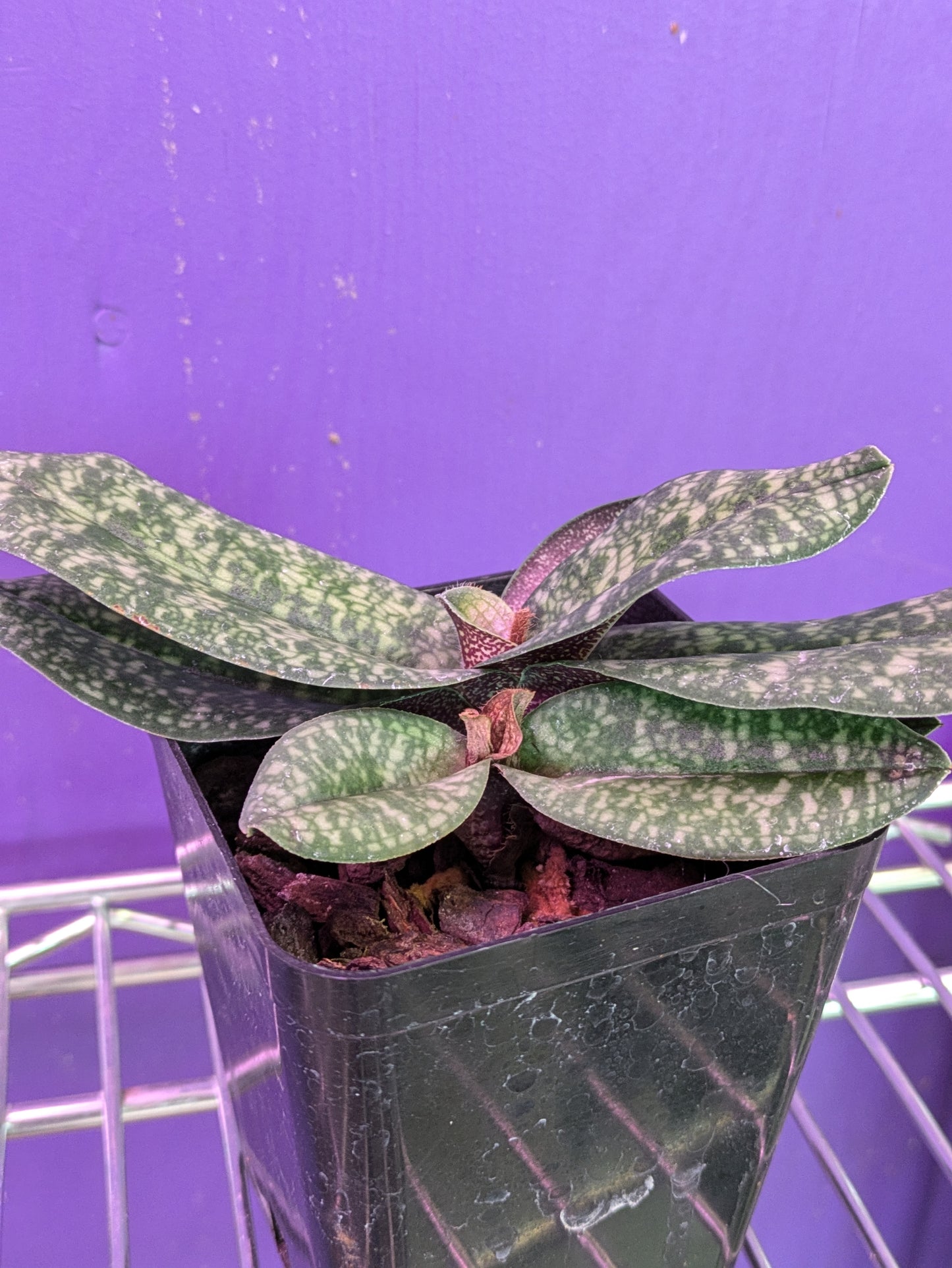 Paphiopedilum Vietnamense