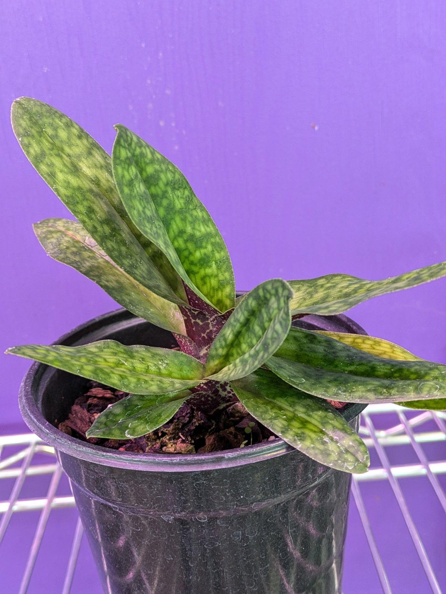 Pahiopedilum Liemianum 'Glen Ali' x Paph. Nori's Song 'Lemon Butterball'