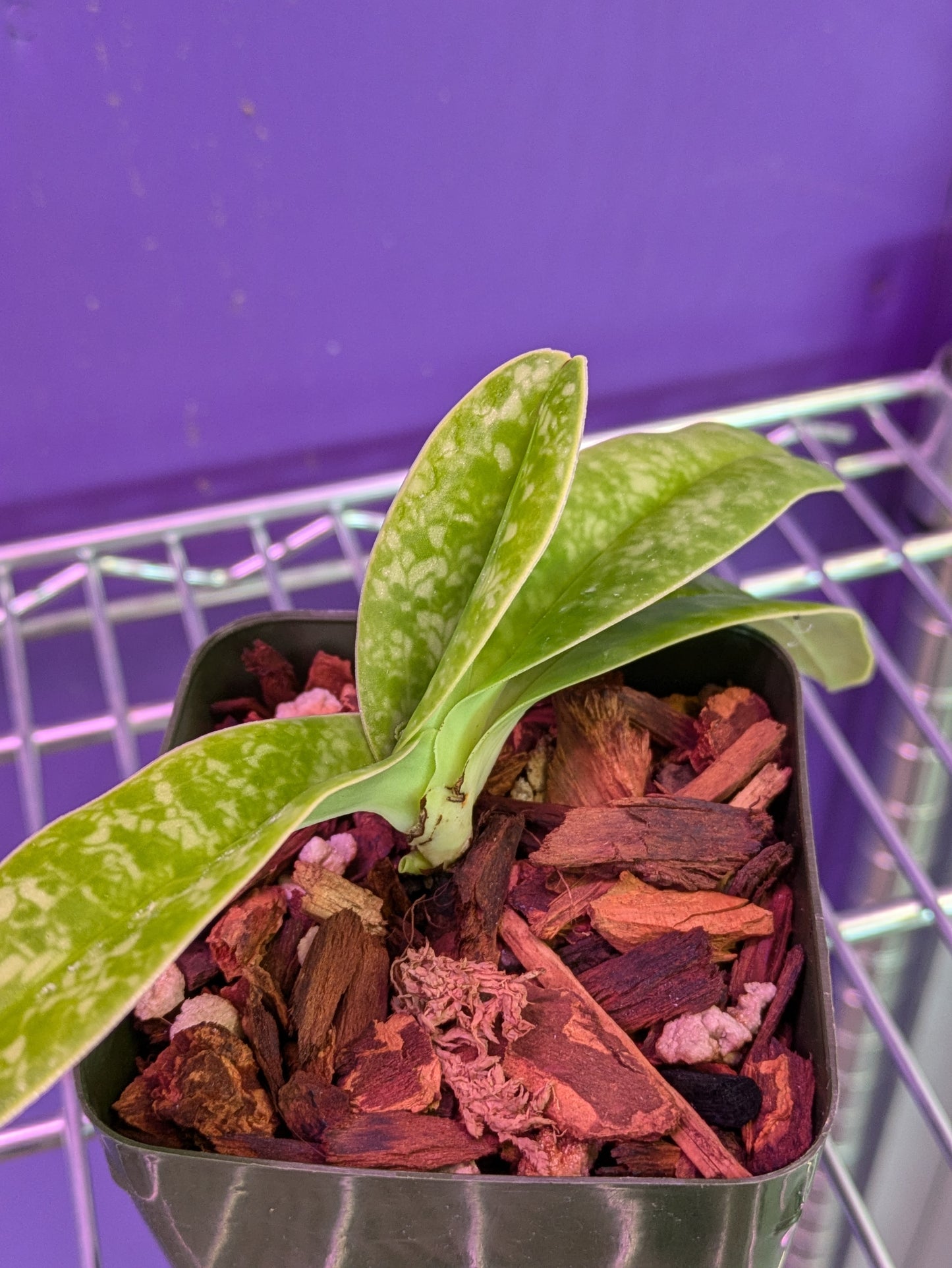 Paphiopedilum Concolor