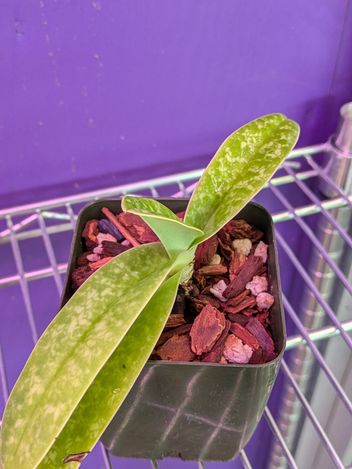 Paphiopedilum Concolor