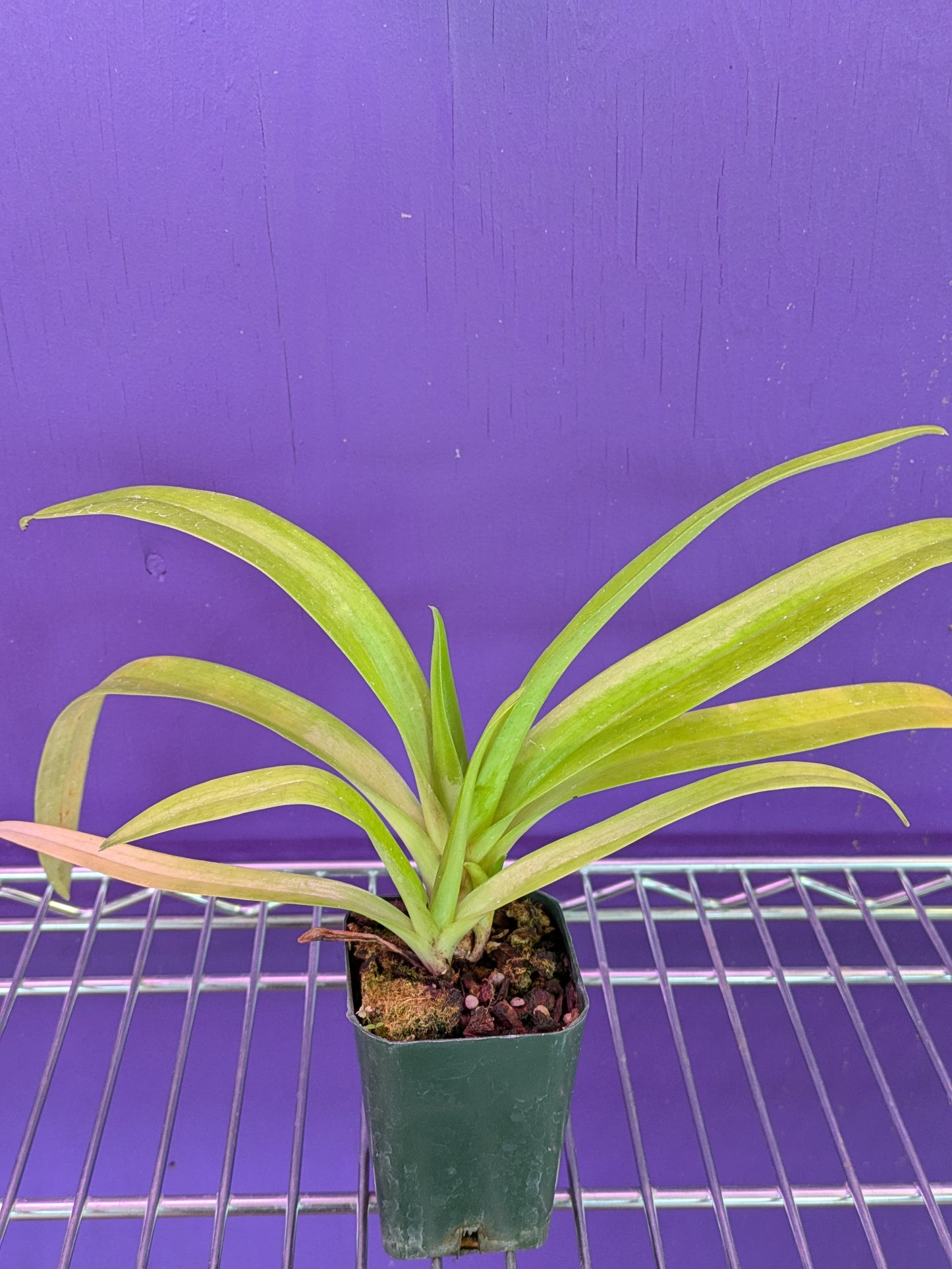 Paphiopedilum Hirsutissimum var. Esquiroles 'Williams' AM/AOS x Self