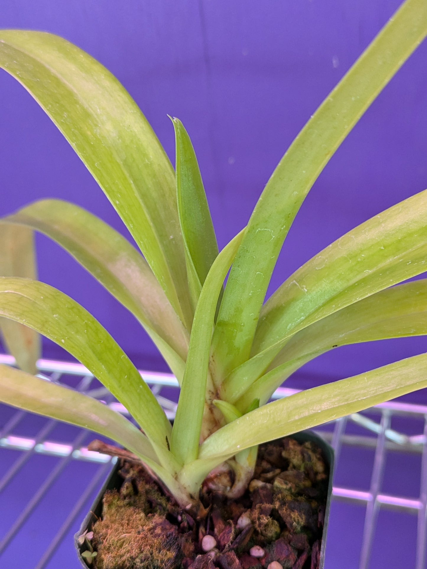 Paphiopedilum Hirsutissimum var. Esquiroles 'Williams' AM/AOS x Self