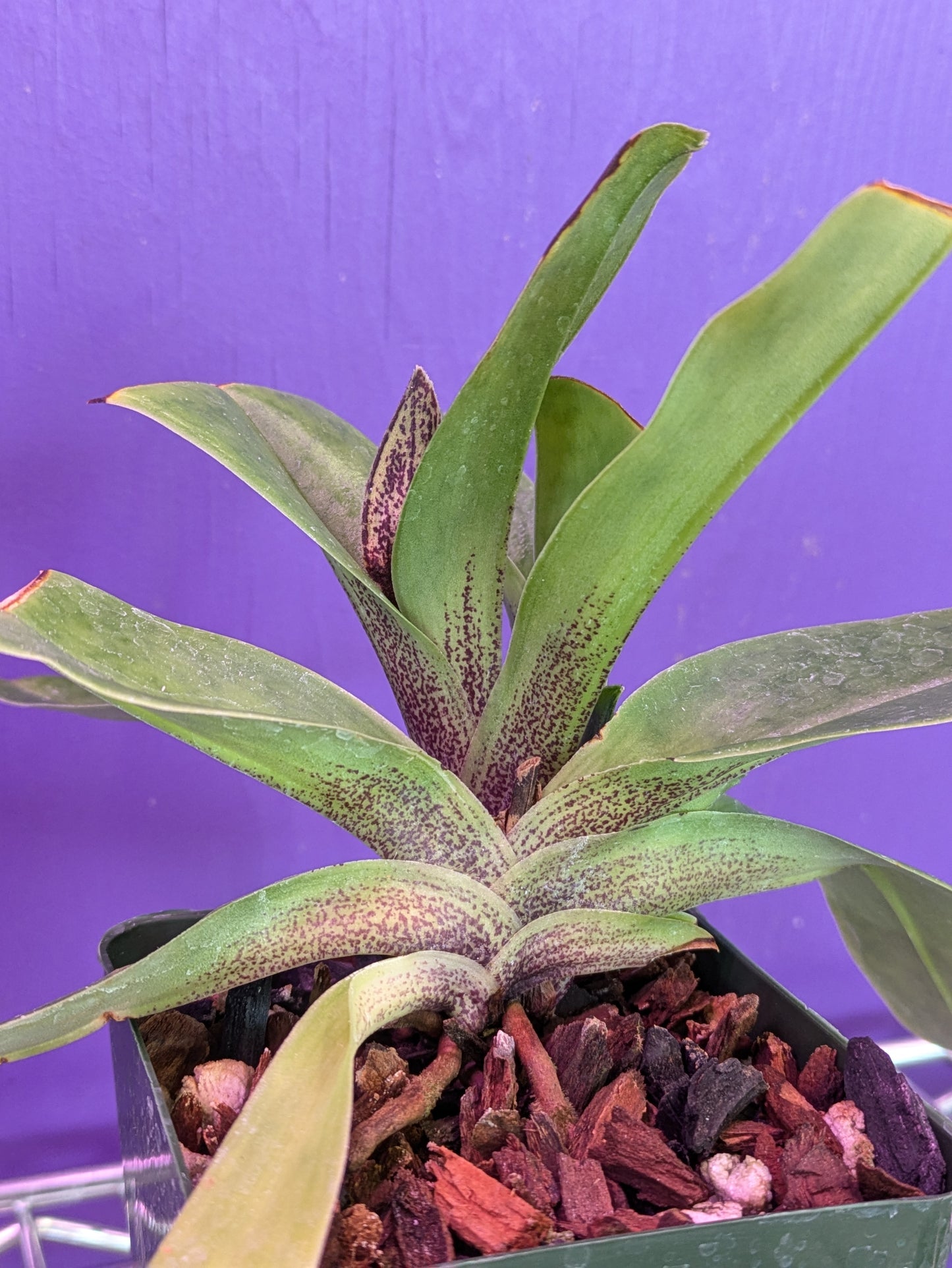 Paphiopedilum Night Song (Macabre 'Night Music' x King Charles 'Portland')