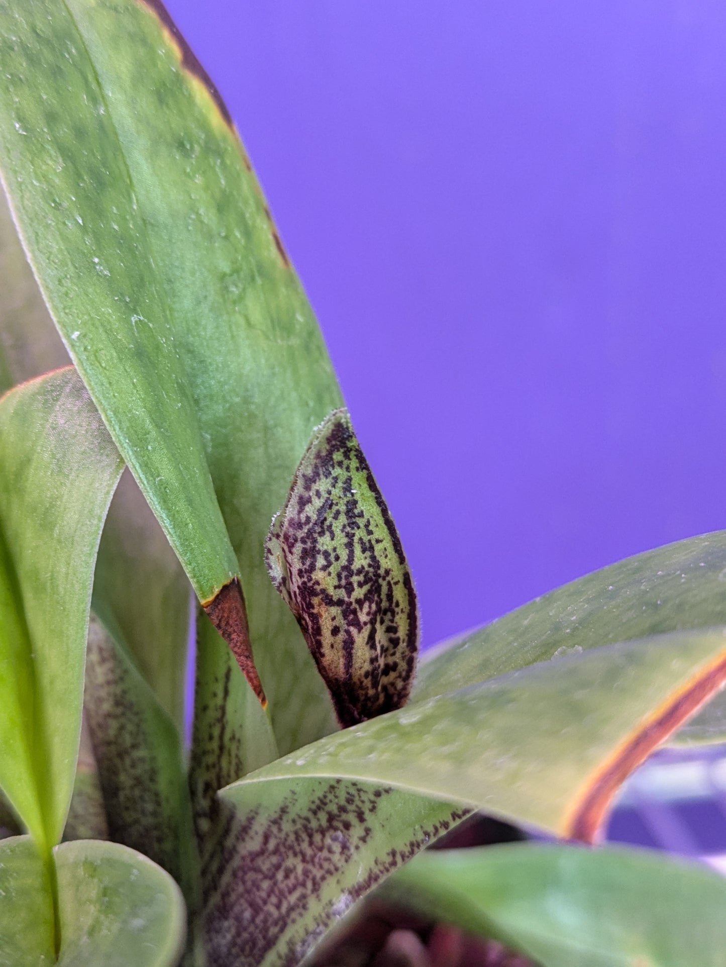 Paphiopedilum Night Song (Macabre 'Night Music' x King Charles 'Portland')