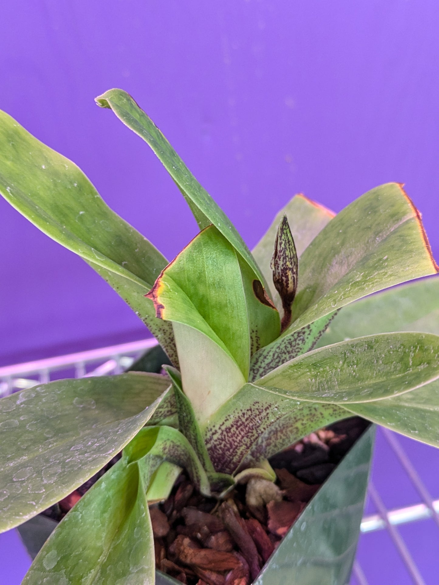 Paphiopedilum Night Song (Macabre 'Night Music' x King Charles 'Portland')
