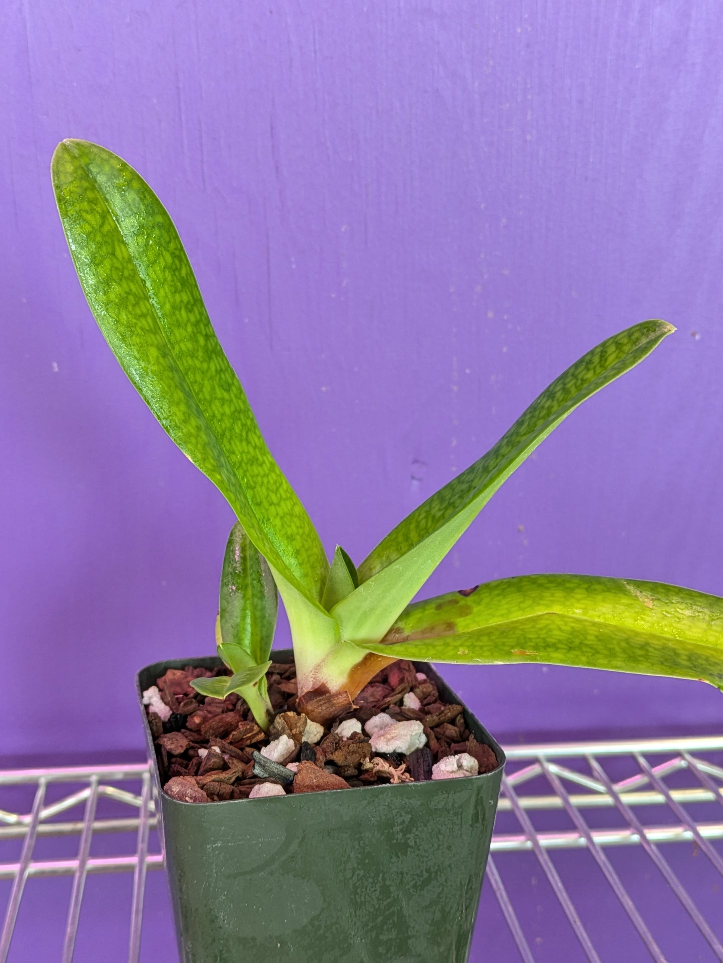 Paphiopedilum Dollgodli