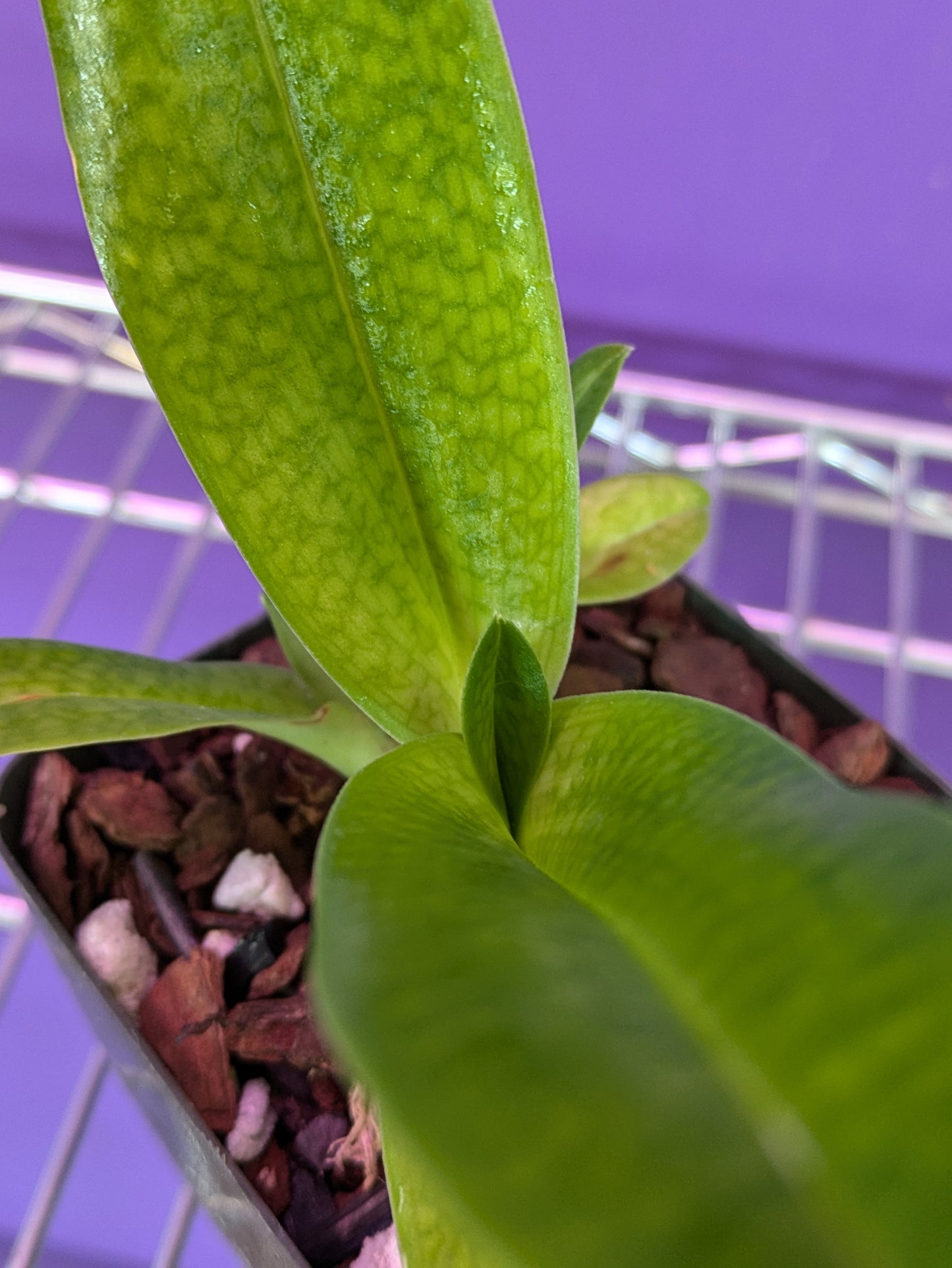 Paphiopedilum Dollgodli