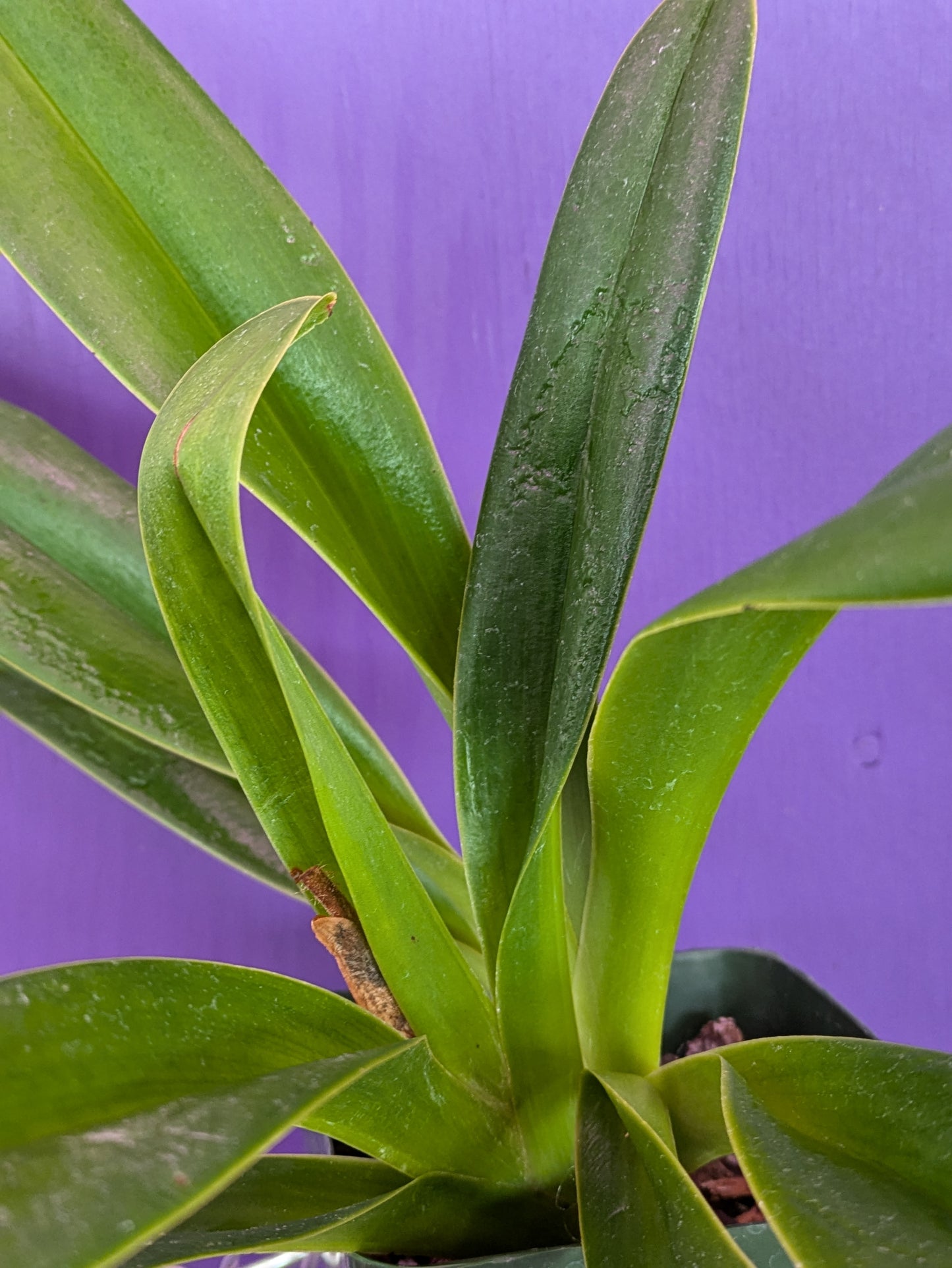 Paphiopedilum Hynaldianum x Sib