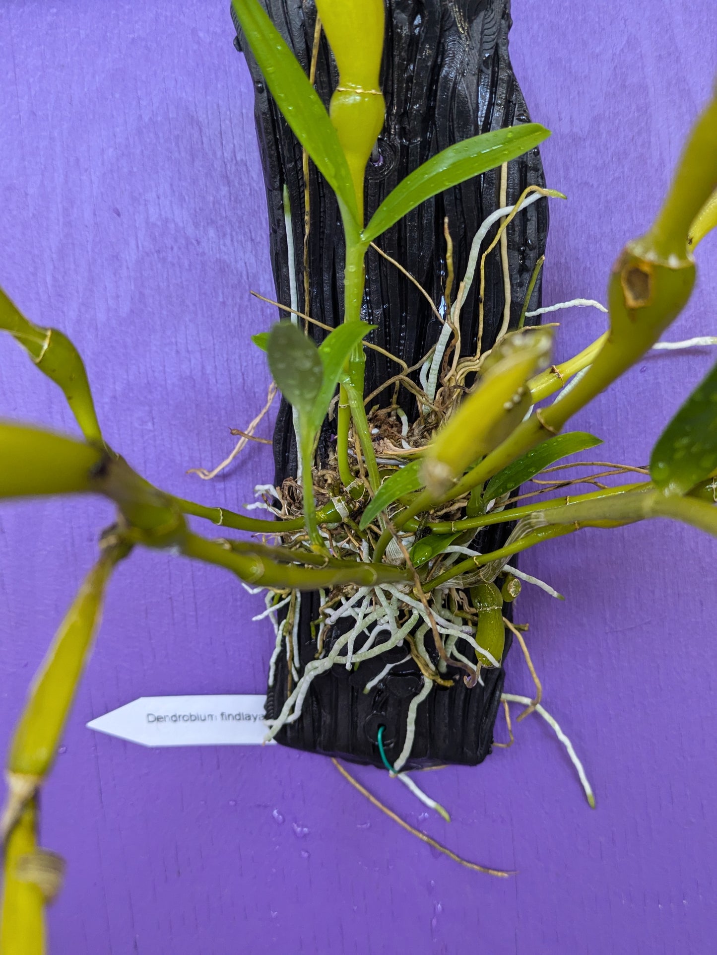 Dendrobium Findlaynum