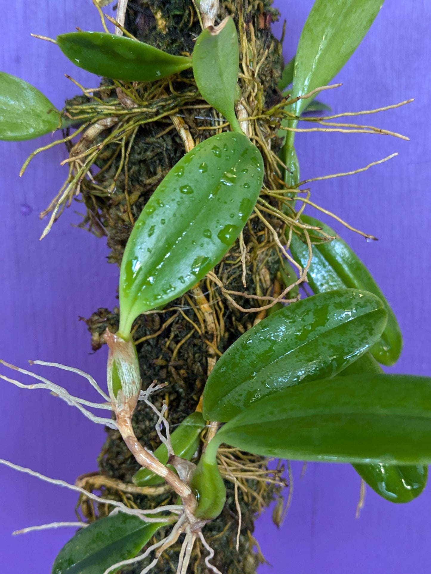 Bulbophyllum Fraudulentum