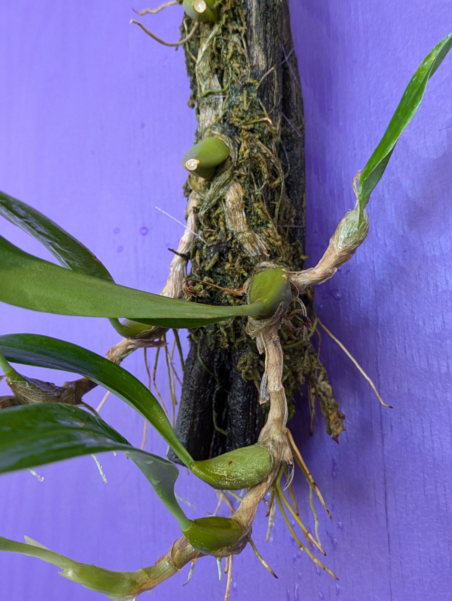 Bulbophyllum Species #3