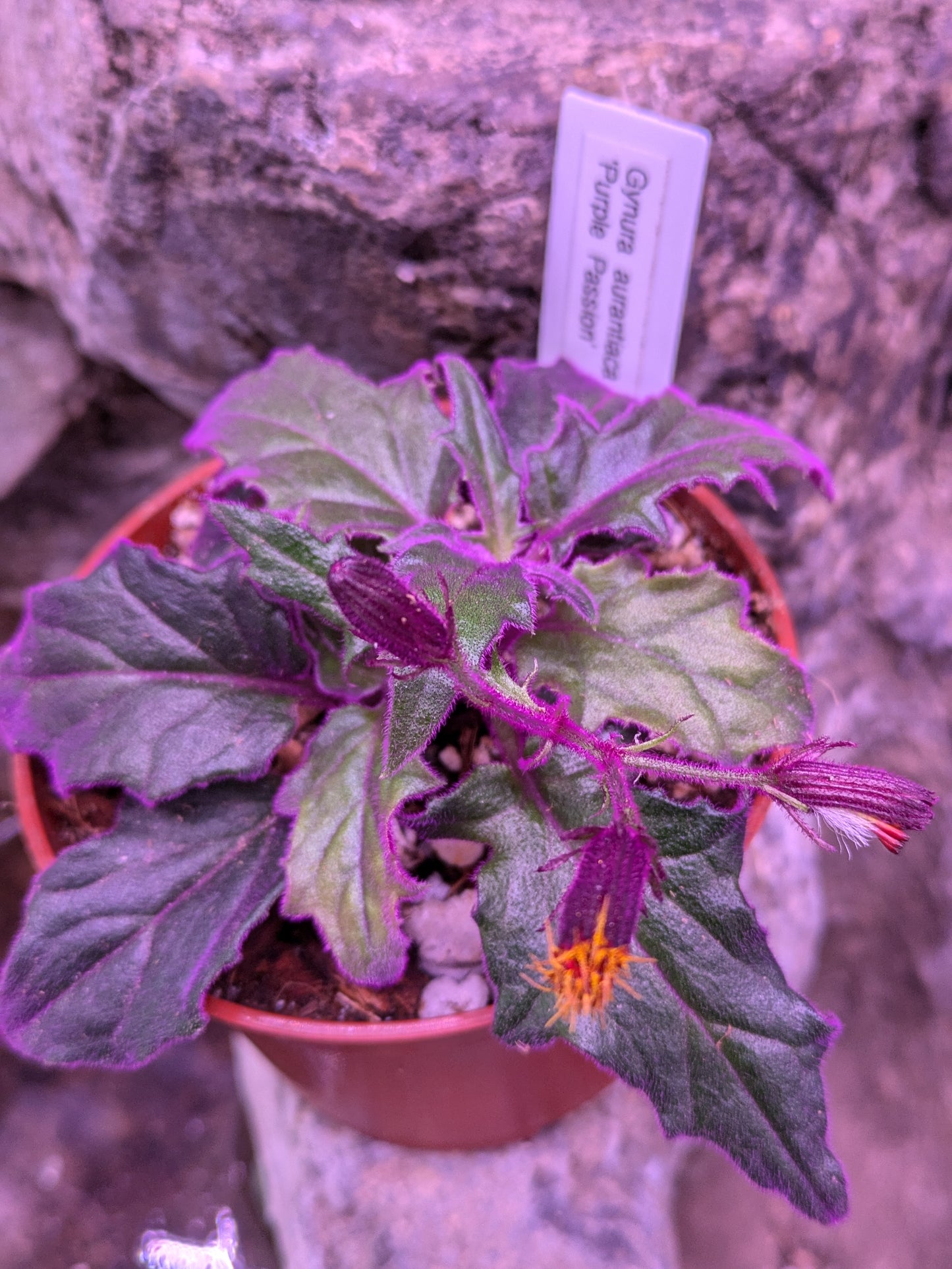 Gynura Aurantiaca 'Purple Passion Plant'
