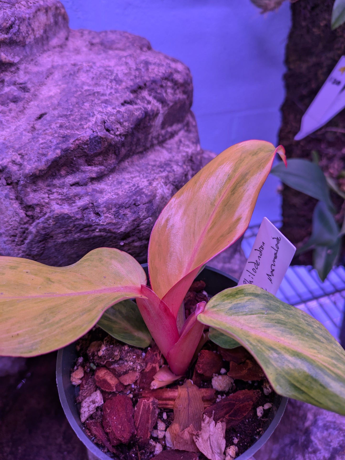Philodendron 'Orange Marmalade'