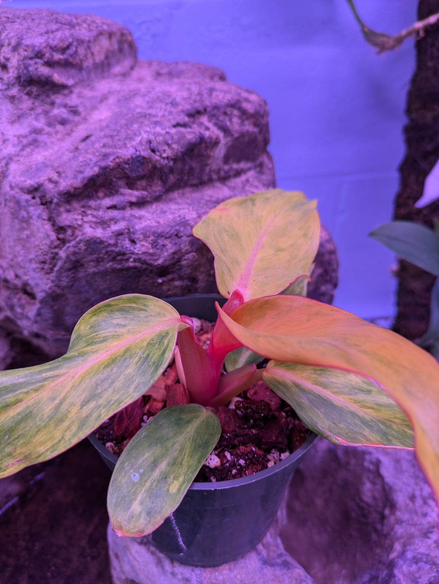 Philodendron 'Orange Marmalade'
