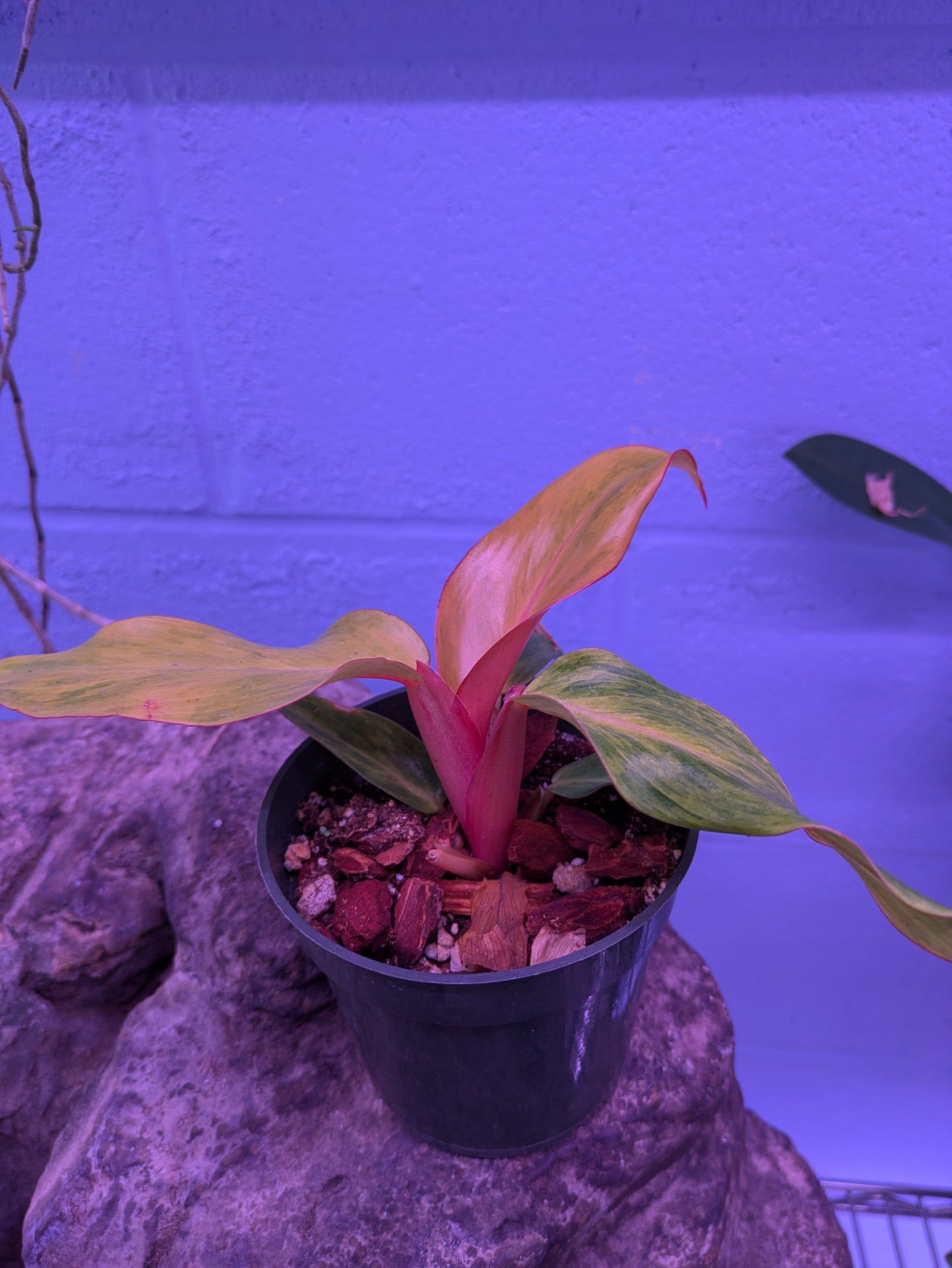 Philodendron 'Orange Marmalade'