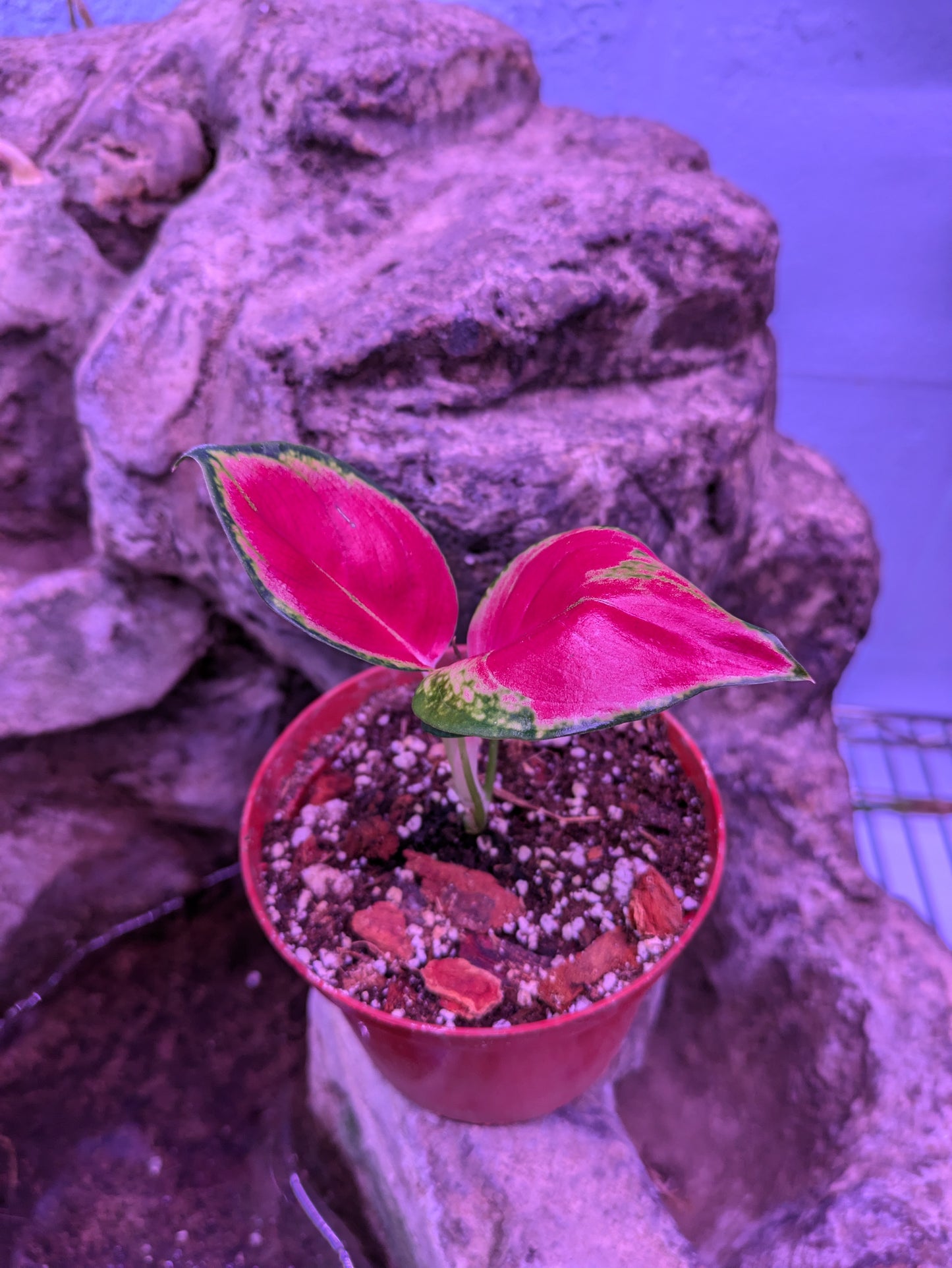 Aglaonema 'Suksom Jaipong'