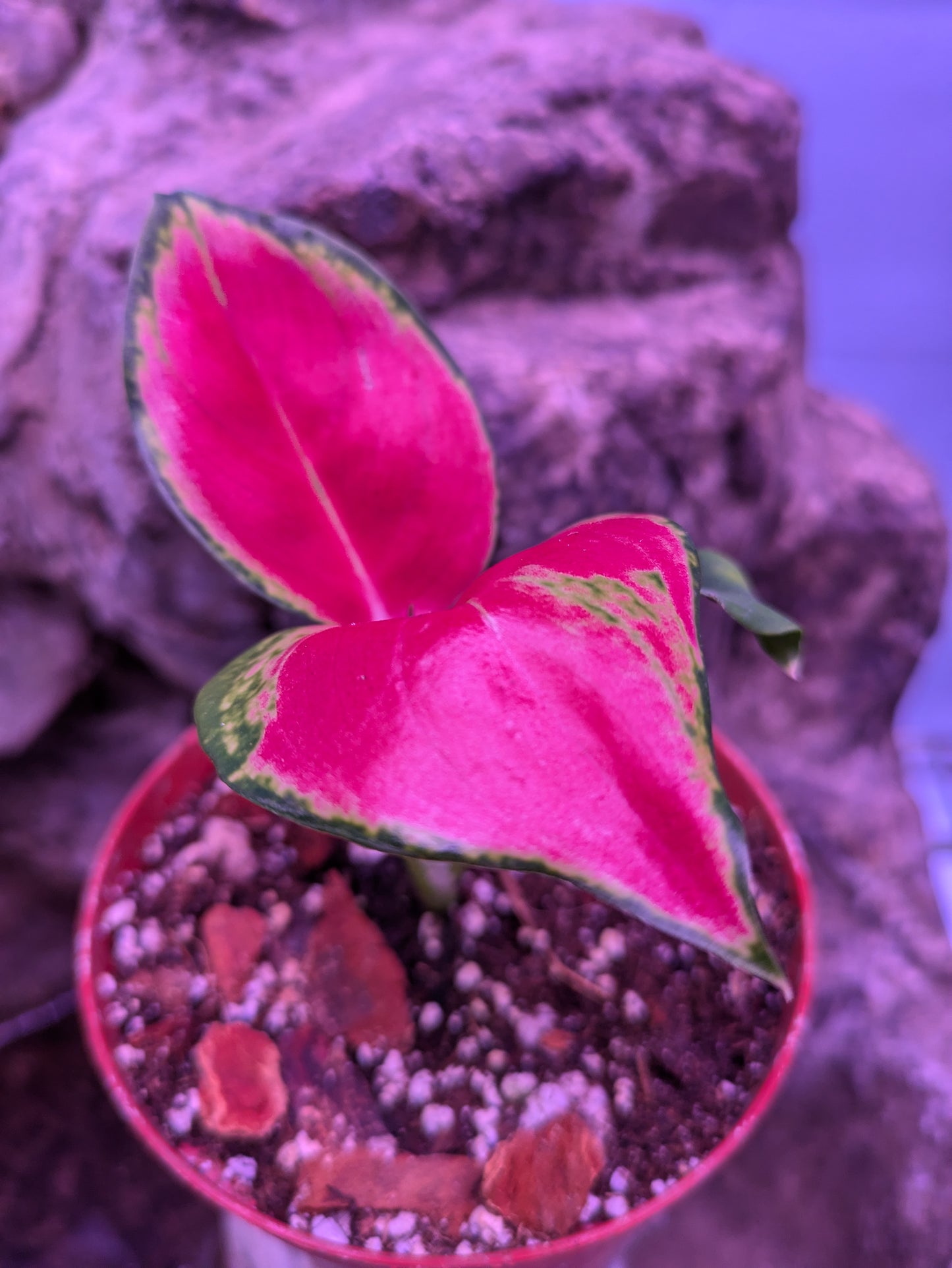 Aglaonema 'Suksom Jaipong'