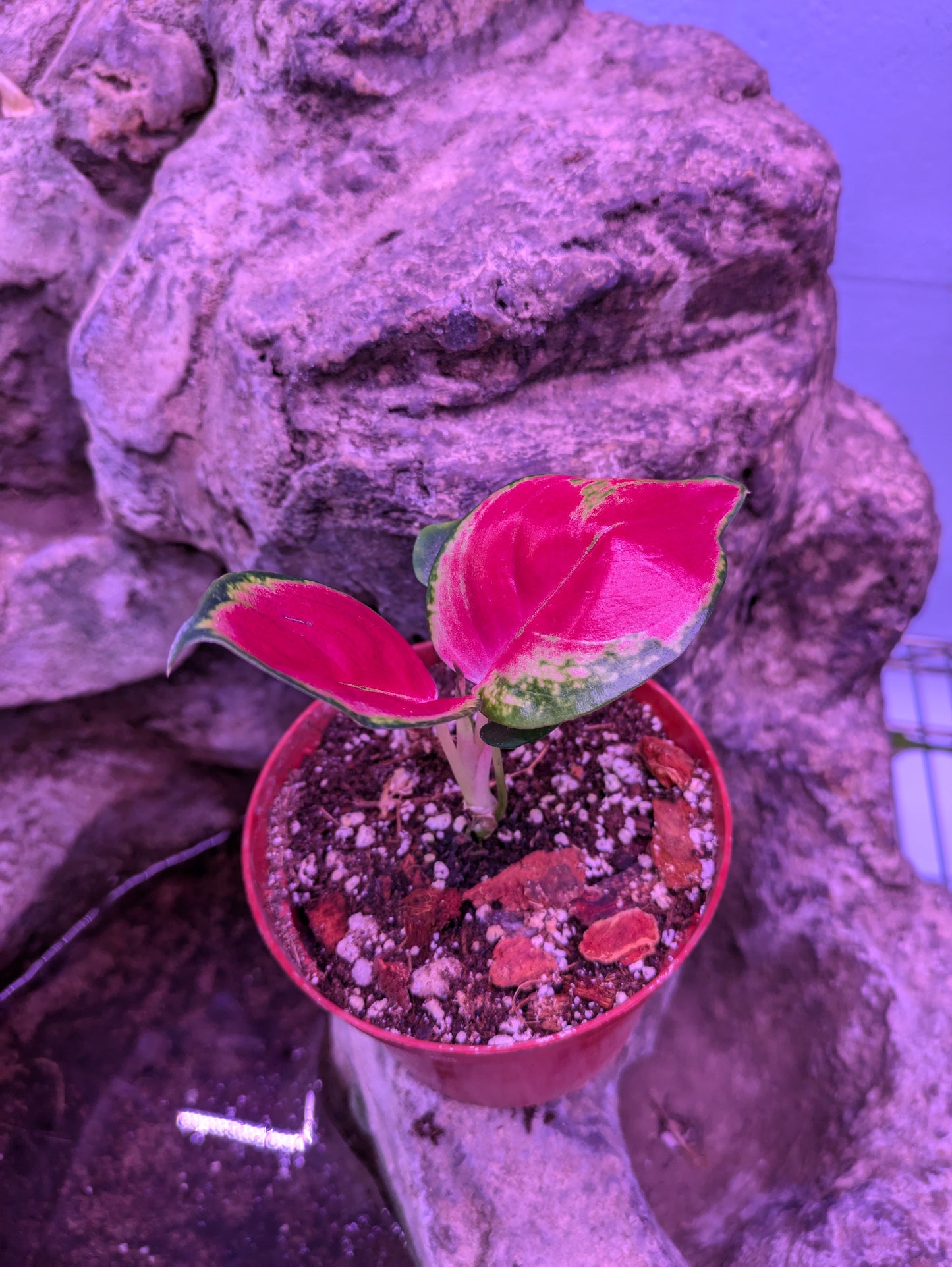 Aglaonema 'Suksom Jaipong'