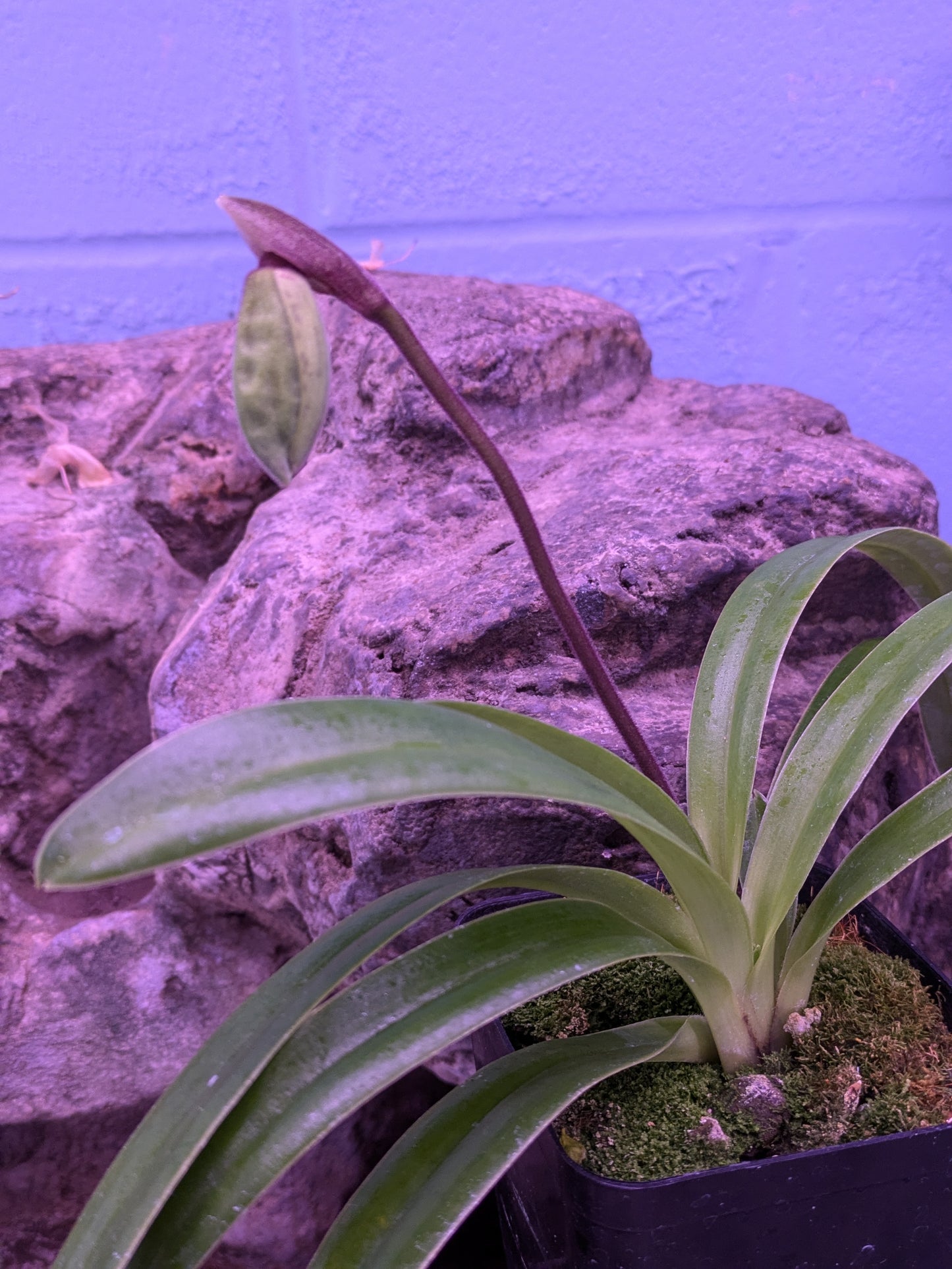 Paphiopedilum Henryanum 'Gigantic' x Self