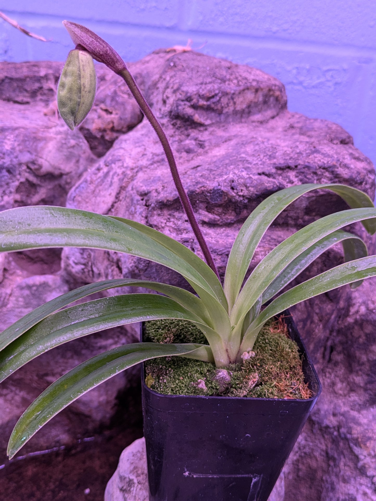 Paphiopedilum Henryanum 'Gigantic' x Self