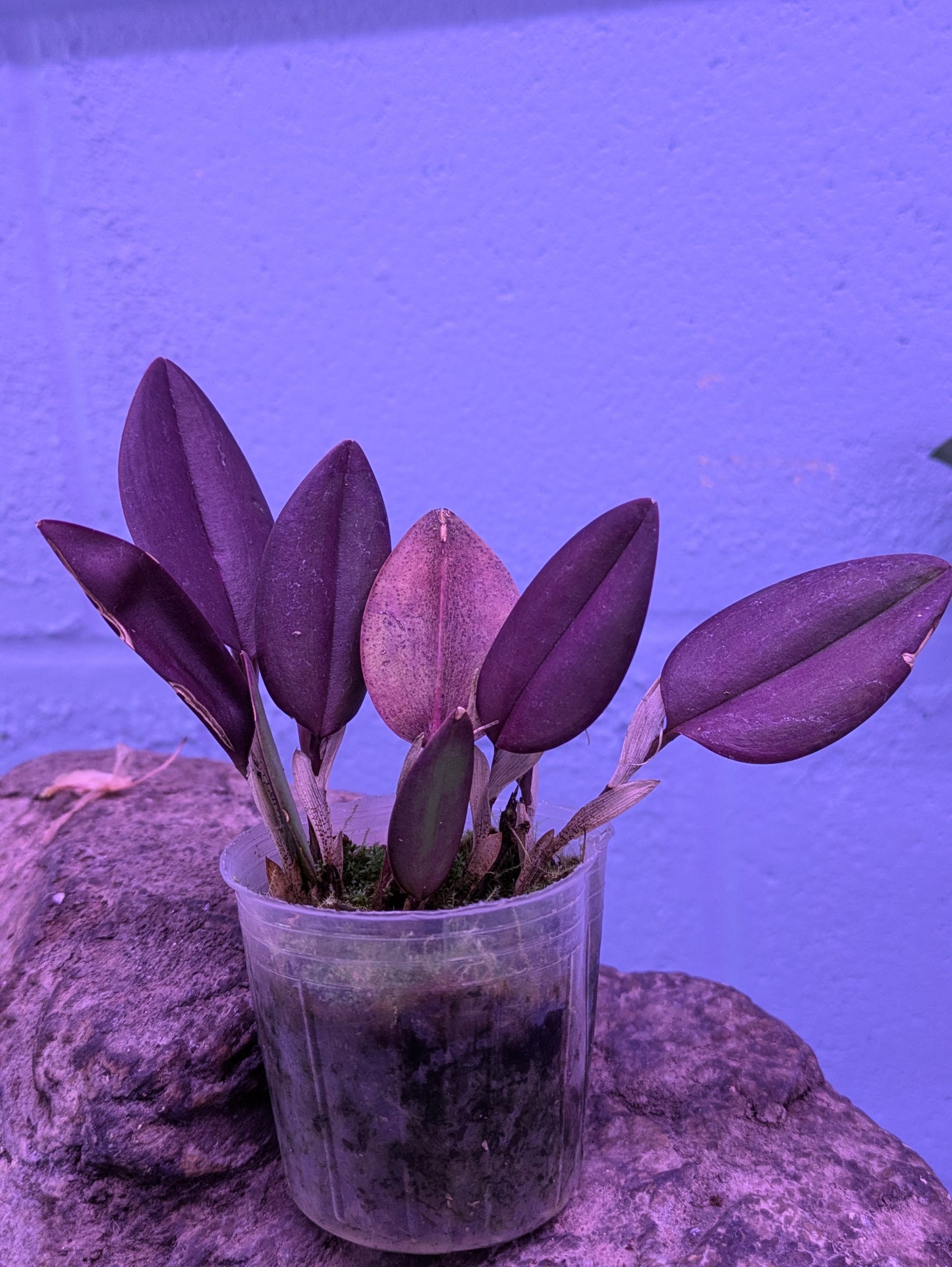 Restrepia Elegans Pink