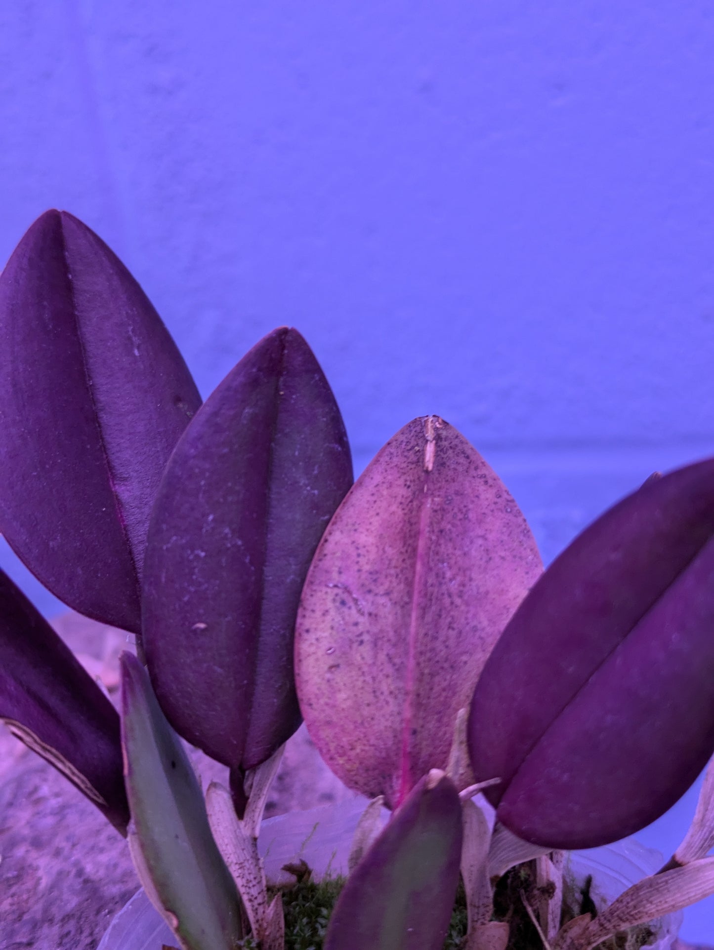 Restrepia Elegans Pink