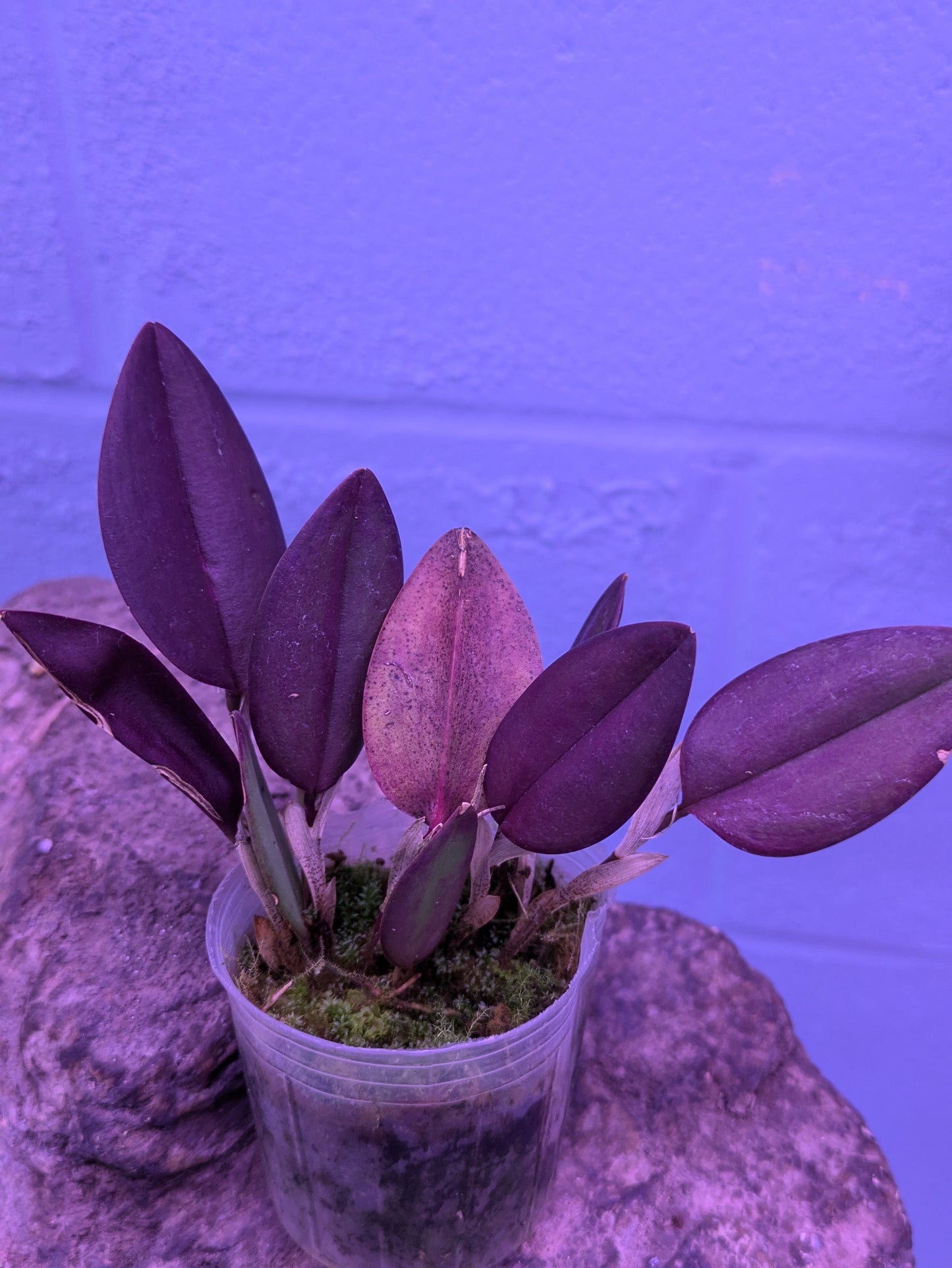 Restrepia Elegans Pink